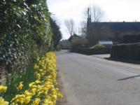 East Coker daffodils