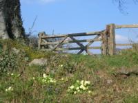 Primroses on Stoney Lane